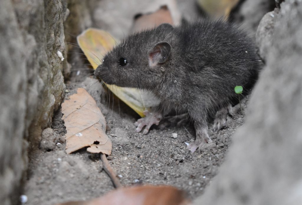 【黑死病/鼠疫】北京疫情、症狀、治療及預防方法