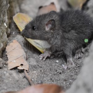 【黑死病/鼠疫】北京疫情、症狀、治療及預防方法