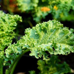 【羽衣甘藍】營養價值極高? 專家推介 4 個簡易食譜