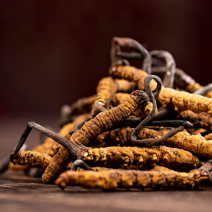 【冬蟲夏草】跟其他蟲草有甚麼分別？功效、營養成分及食用禁忌一覽