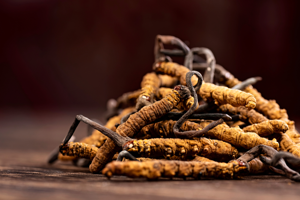 【冬蟲夏草】跟其他蟲草有甚麼分別？功效、營養成分及食用禁忌一覽