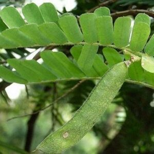 雞骨草湯水建議 : 功效、營養價值及適合人士