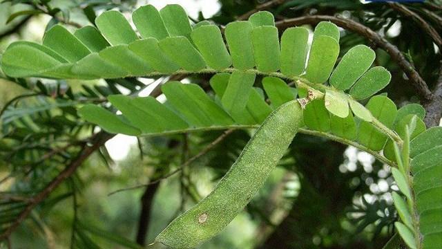 雞骨草湯水建議 : 功效、營養價值及適合人士