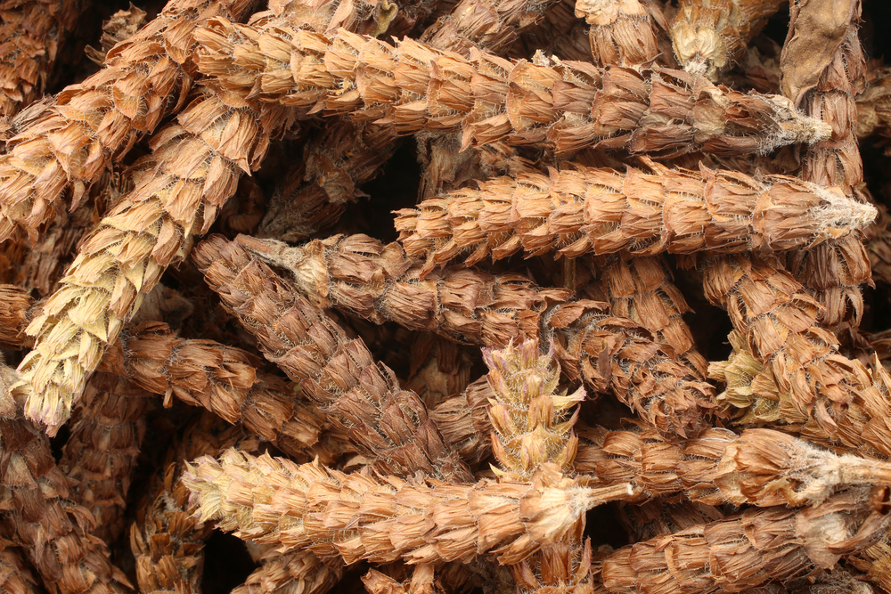 夏枯草煲幾耐？詳解功效、副作用及適合人士（附食譜建議）