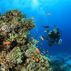 Diving Insurance: Does Normal Travel Insurance Cover Diving?