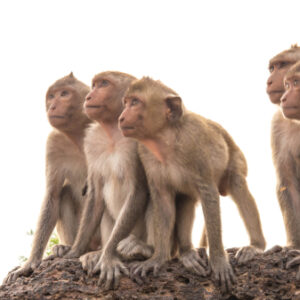 【猴棗散】點睇邊隻好？有副作用嗎？附市面產品比較