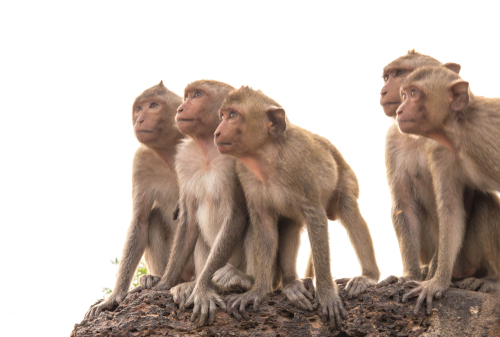 【猴棗散】點睇邊隻好？有副作用嗎？附市面產品比較
