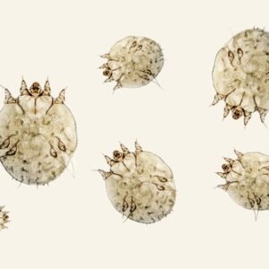 【疥瘡】即睇症狀、成因、治療及預防方法