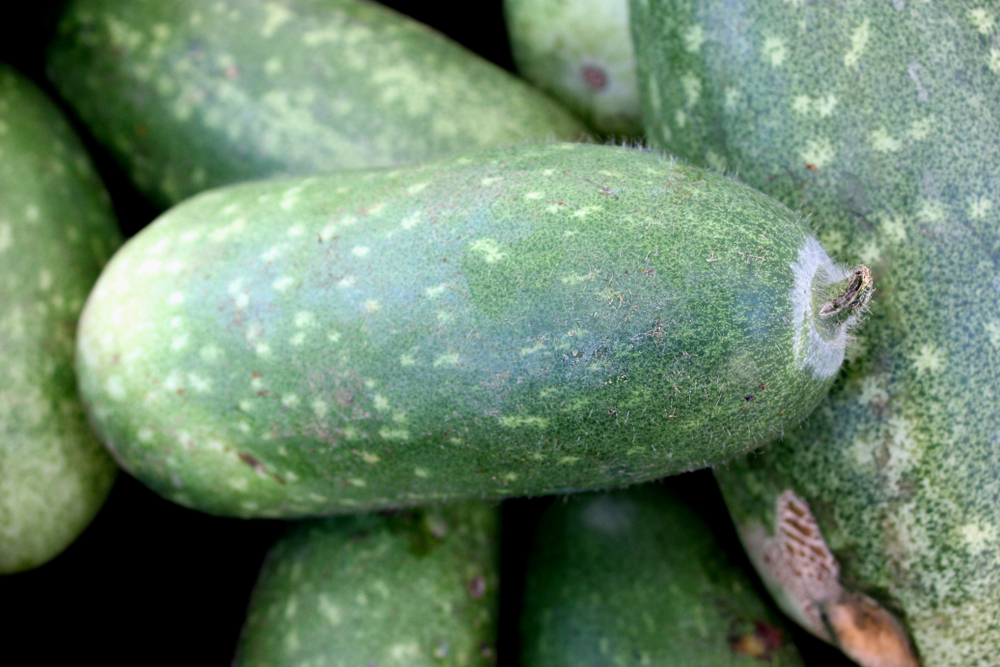 【節瓜】食用有何功效及禁忌？(附中醫師精選食譜)