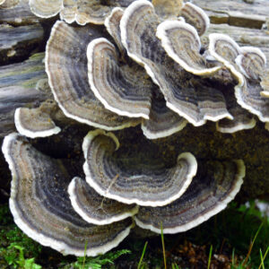 【雲芝】癌症患者食用後有何功效？