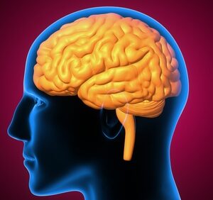 鳥山明逝世︰死因「急性硬膜下血腫」是什麼？5類人較高風險！