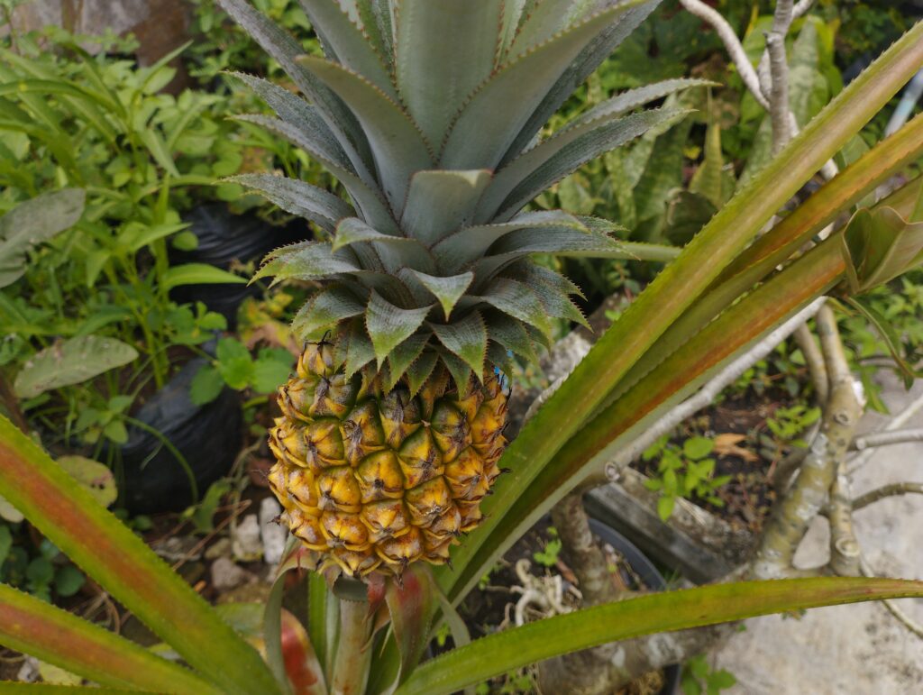 菠蘿有何好處？卡路里高嗎？與鳳梨有何分別？