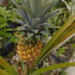 菠蘿有何好處？卡路里高嗎？與鳳梨有何分別？