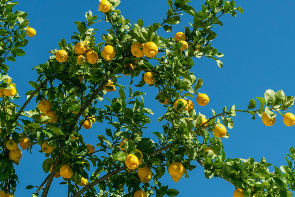 【檸檬】認識7大功效！了解檸檬酸作用及檸檬水製作方法！