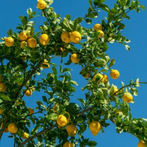 【檸檬】認識7大功效！了解檸檬酸作用及檸檬水製作方法！