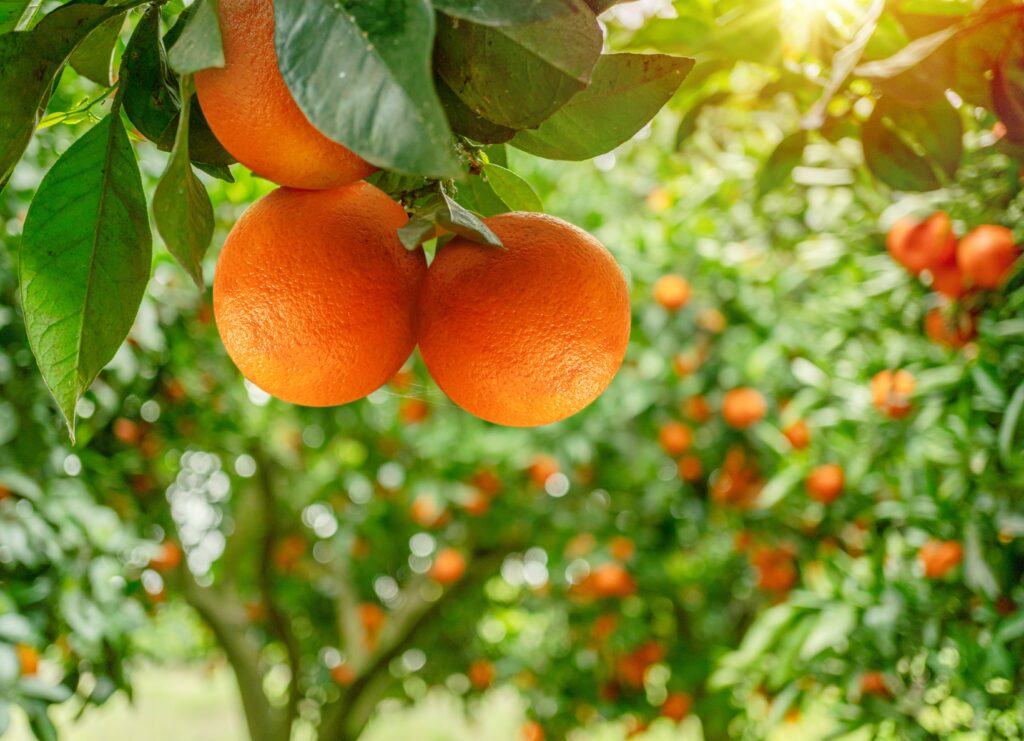 【橙】了解6大功效、好處、營養及卡路里