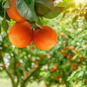 【橙】了解6大功效、好處、營養及卡路里