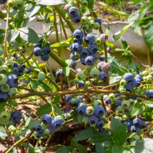 【藍莓】5大功效、好處＋食用禁忌（附營養及卡路里）