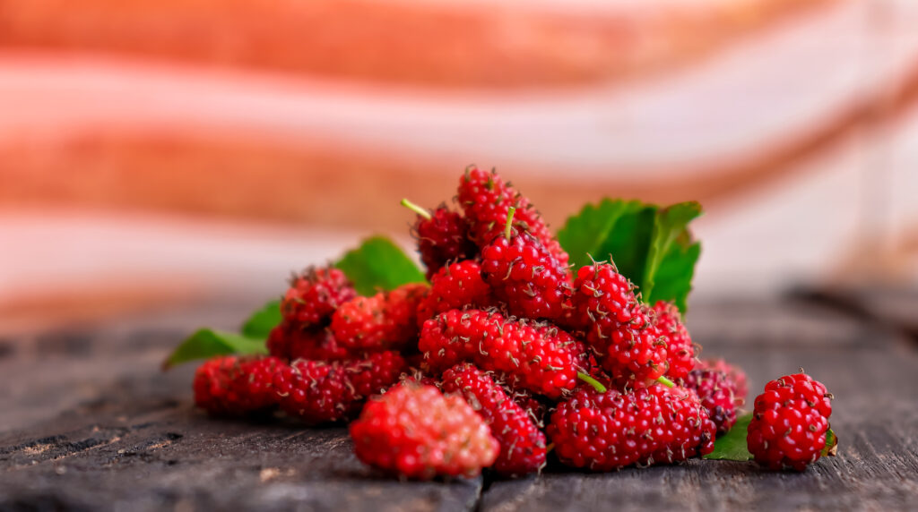 【紅桑子】6大功效、好處及食用禁忌（附營養＋卡路里）