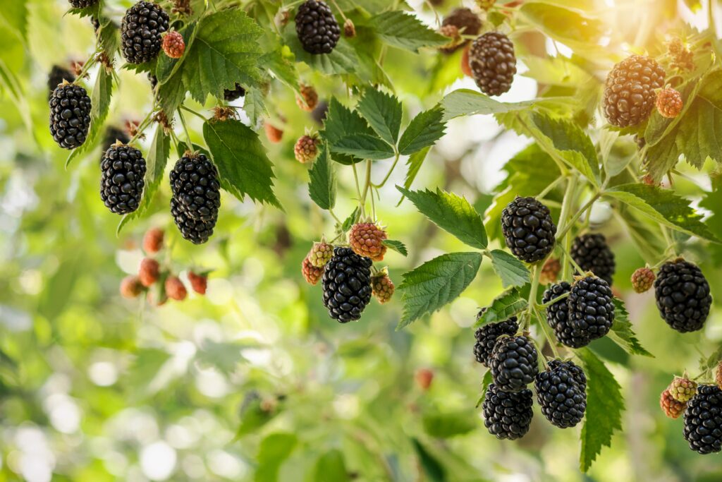 【黑莓】5大功效、好處及食用禁忌（附營養＋卡路里）