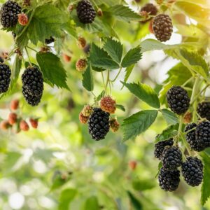 【黑莓】5大功效、好處及食用禁忌（附營養＋卡路里）