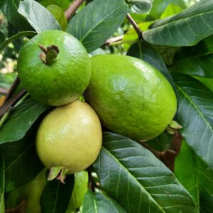 【芭樂】6大功效、好處、食用禁忌（附營養＋卡路里）