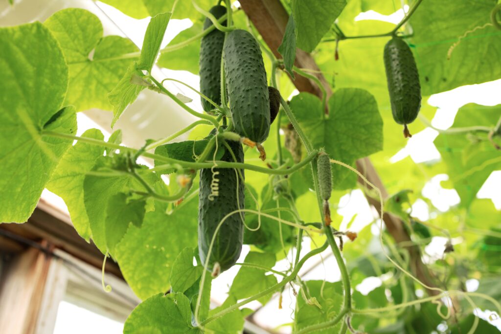 【黃瓜】5大功效、好處、食用禁忌（附營養＋卡路里）