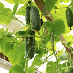 【黃瓜】5大功效、好處、食用禁忌（附營養＋卡路里）