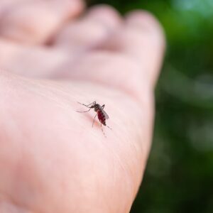 驅蚊/防蚊全攻略：10大天然及有效方法（附寵物友善建議）