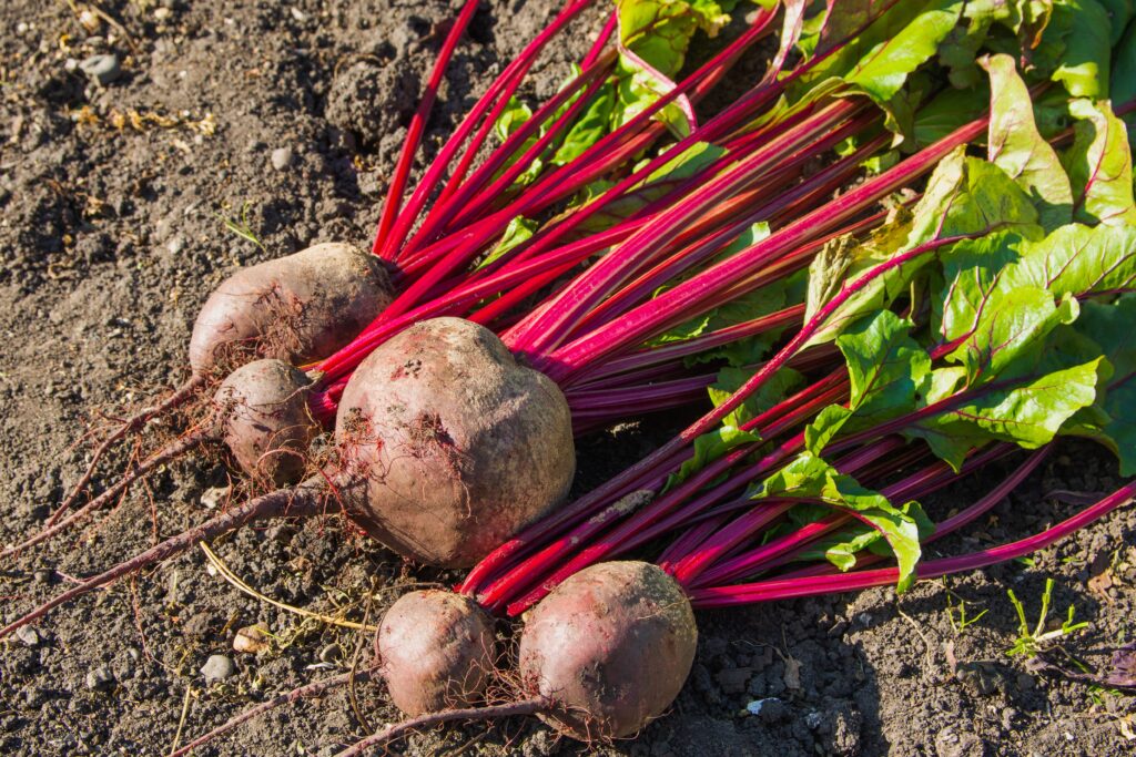 【紅菜頭】了解6大功效、卡路里、食用禁忌（附營養及食譜）