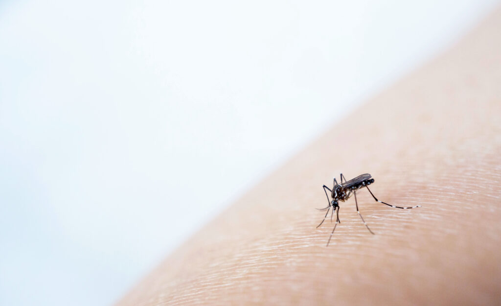 【基孔肯雅熱】香港爆發疫情！即睇症狀、傳播、治療與預防方法