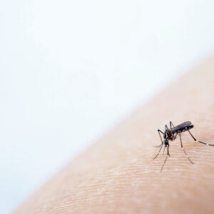 【基孔肯雅熱】香港爆發疫情！即睇症狀、傳播、治療與預防方法