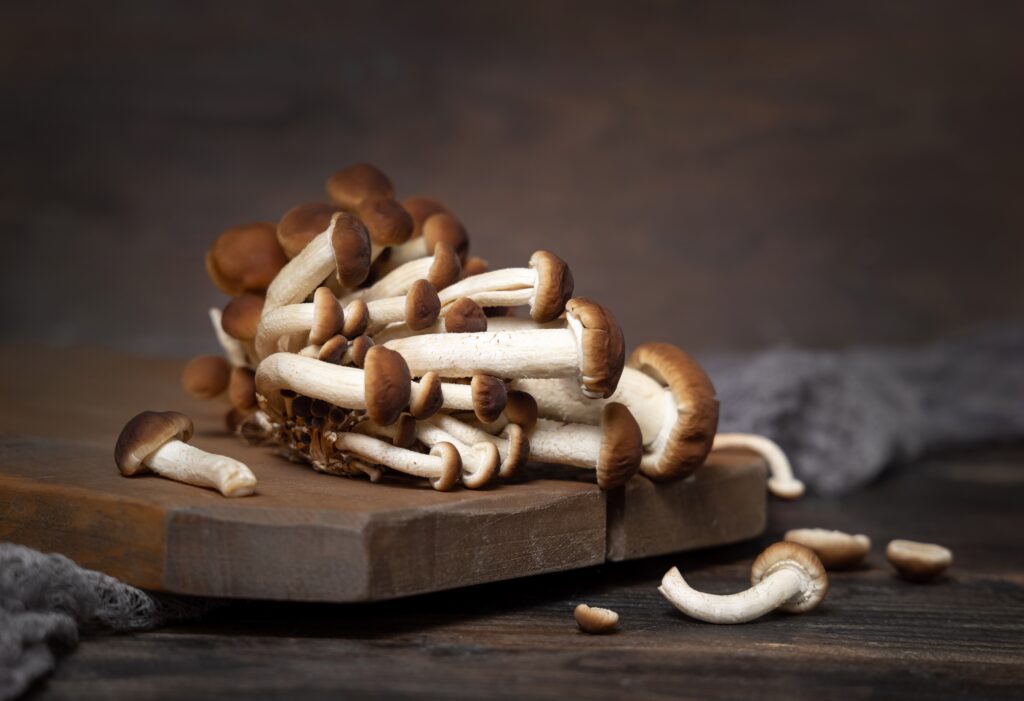 【茶樹菇】了解6大功效、卡路里、食用禁忌（附營養及食譜）