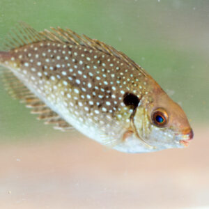 Sublingual Nitroglycerin: When to Take It? Are There Side Effects?