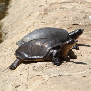 【水魚】了解6大功效、卡路里、食用禁忌（附營養及食譜）