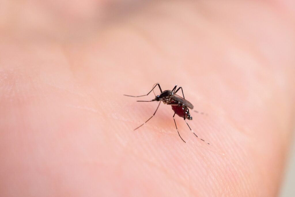 【登革熱】可以致命？成因、症狀、感染途徑、治療及預防方法