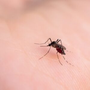 【登革熱】可以致命？成因、症狀、感染途徑、治療及預防方法