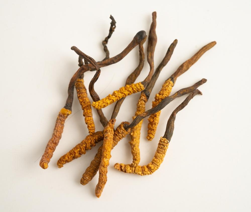 冬蟲夏草是什麼？功效、禁忌及處理方法一覽（附食譜）